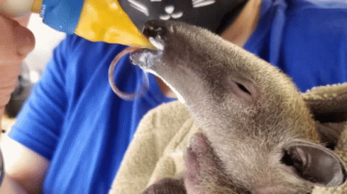 Rat Eating Fake Pizza Toy GIF