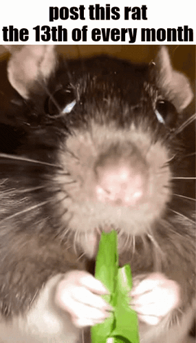 Rat Eating Green Leaf