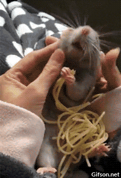 Rat Eating Spaghetti GIF