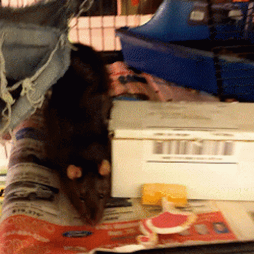 Rat Fast Eating Yummy Pizza GIF