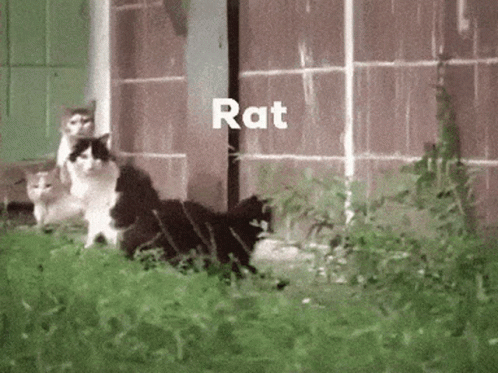 Rat Fighting Each Other Meme GIF