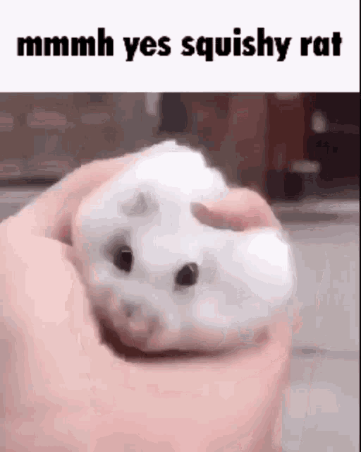 Rat Gif GIF