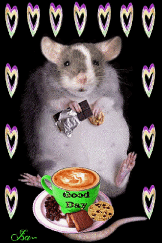 Rat Having His Coffee Time Meme GIF