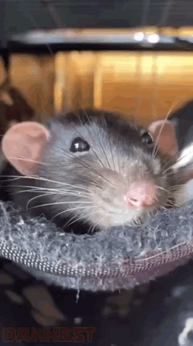 Rat Looking at Camera Drunken