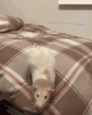 Rat Lying on Bed with Plaid Blanket