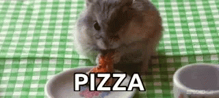Rat Munching Pizza Alone GIF