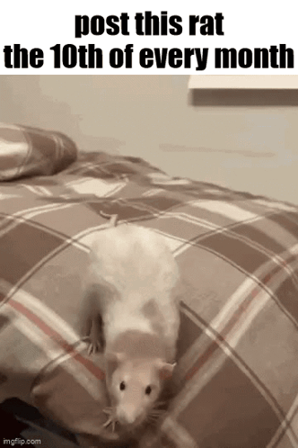 Rat on Bed Post This Rat the 10th