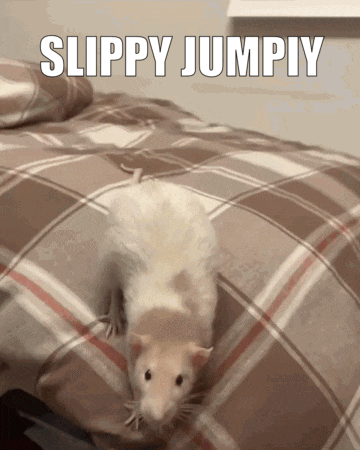 Rat on Bed Saying Slippy Jumpiy