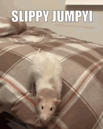 Rat on Bed Slippy Jumpyi