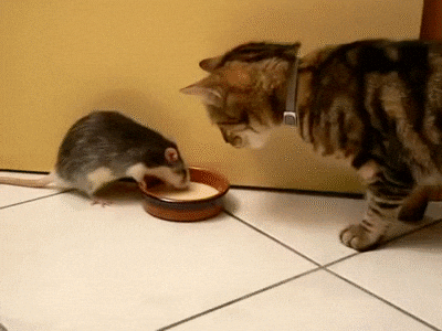 Rat Showering Drinking Milk Cat GIF