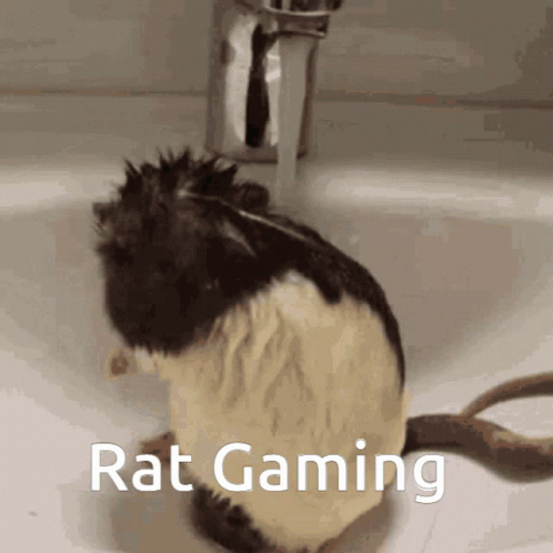 Rat Showering Itself In The Sink GIF