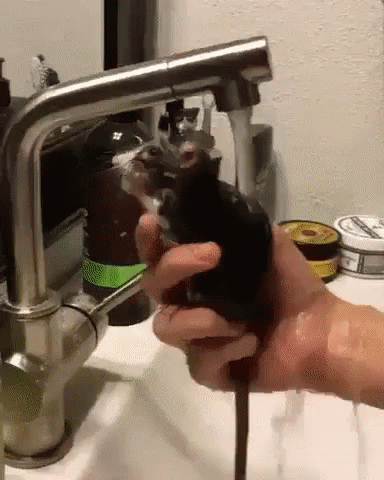 Rat Showering Ready To Face The Day GIF