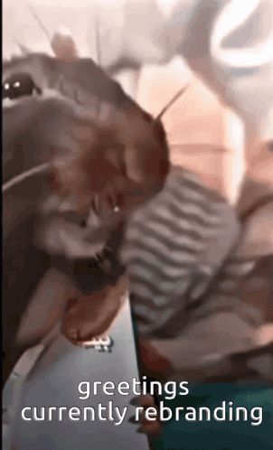 Rat Silly Reaction Meme GIF