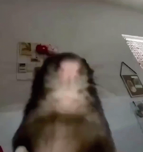 Rat Stares At Camera Meme GIF