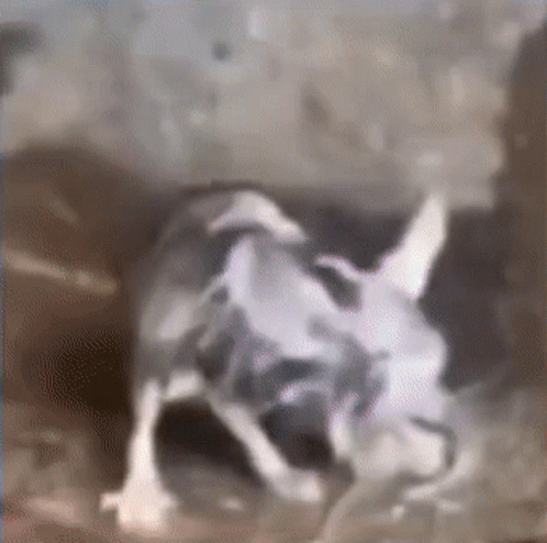 Rat Stepped On Bait Meme GIF