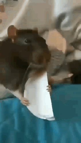 Rat Sticking Out His Tongue Meme GIF