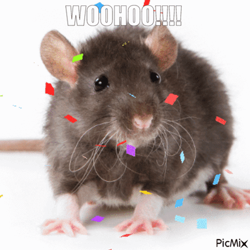 Rat With Confetti Woohoo GIF