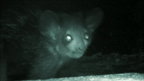 Rat With Glowing Eyes Looking Out of Hole