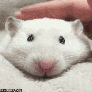 Rat With Small King Crown GIF