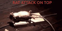 Rat Working Out Mouse Trap GIF
