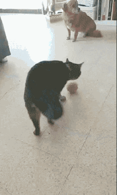 Rattled Bouncy Grey Cat GIF