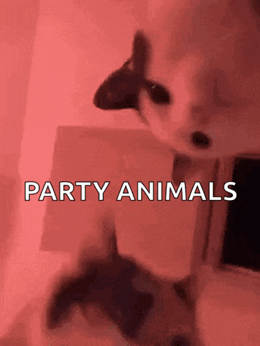 Rave Cats Gif GIF