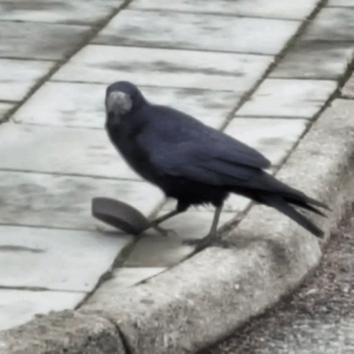 Raven Bird Optical Illusion GIF