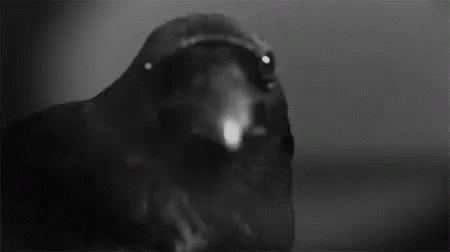 Raven Close Up Shot GIF