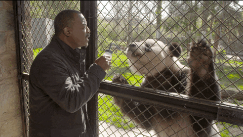 Reading Rainbow Levar Burton Feeding Panda GIF