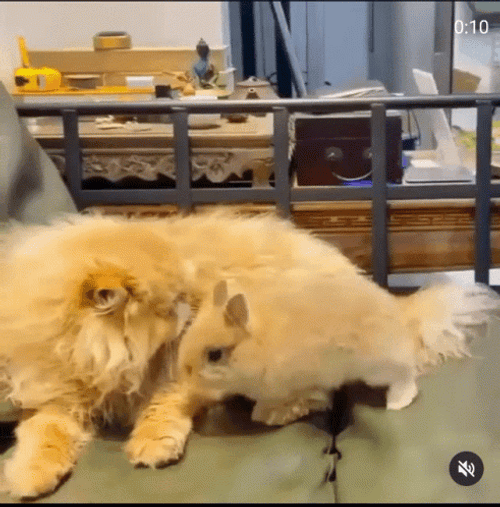 Real Cat And Rabbit Comfort Hugs GIF