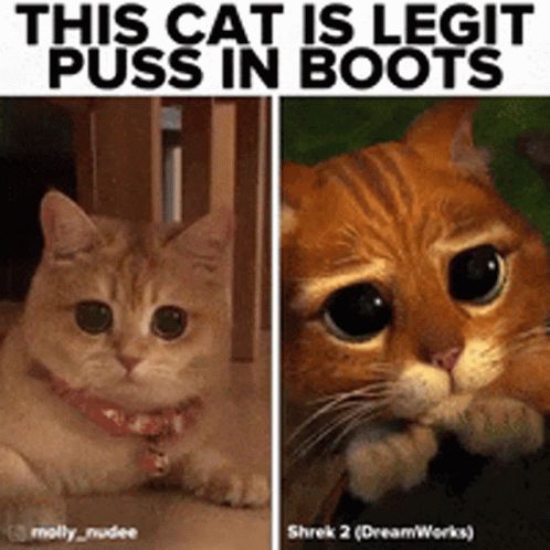 Real Cat With Puss In Boots Eyes GIF