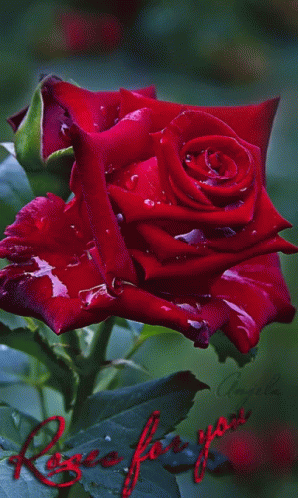 Real Floral Red Roses GIF
