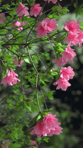 Real Floral Spring Pink Bloom GIF