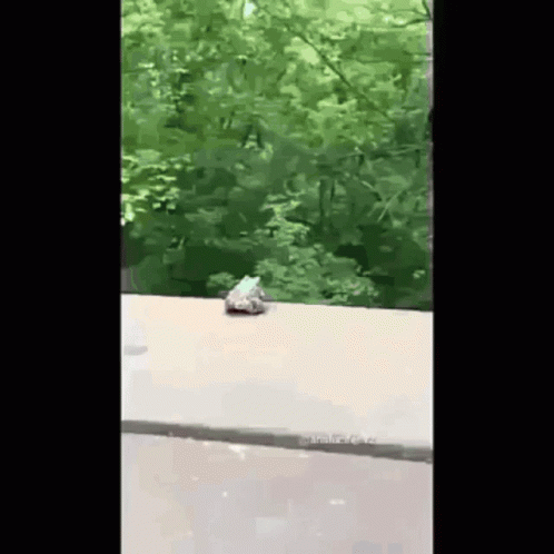 Real Frog Kermit Falling Off Building GIF
