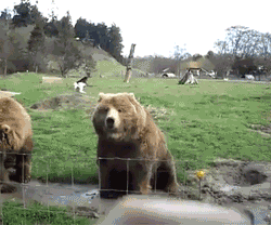 Real Life Cute Bear Waving GIF