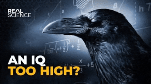 Real Science Poster Crow Math Problem GIF