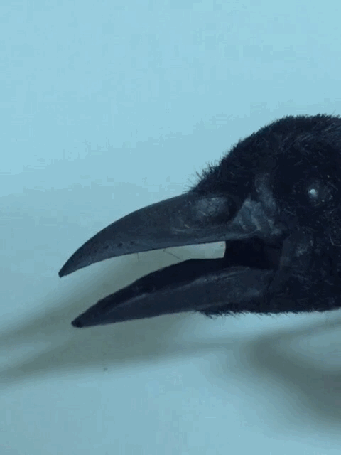 Realistic Crow Puppet GIF