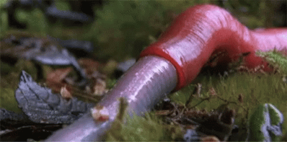 Realistic Worm Zoomed In GIF