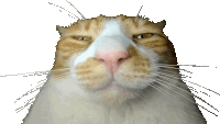 Really Cat Sticker GIF