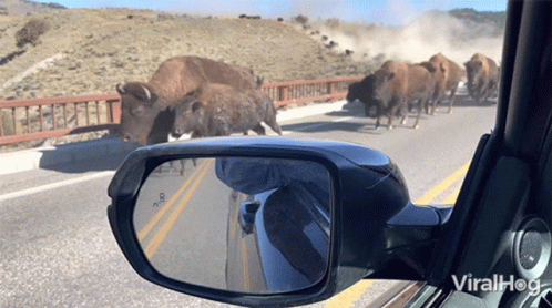Rear View Mirror With Bison Herd on Road