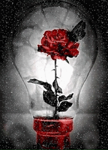 Red And Black Rosas GIF