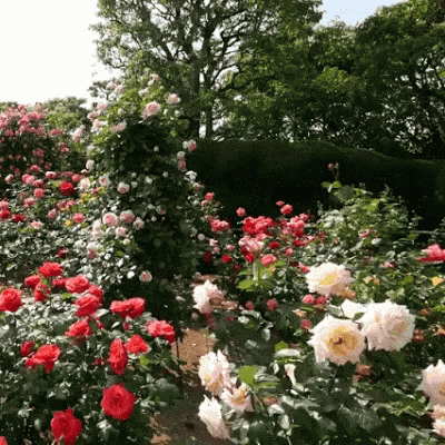 Red And White Rose Garden GIF