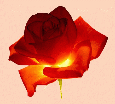Red and Yellow Flower
