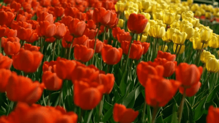 Red And Yellow Tulip Flowers GIF