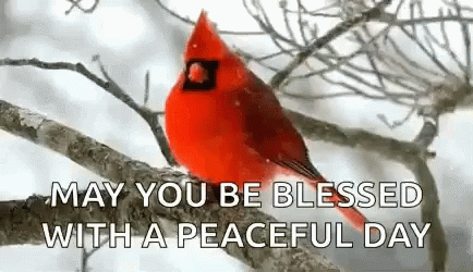 Red Bird Peaceful Winter Wednesday GIF