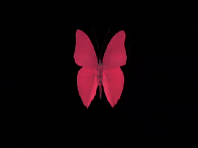 Red Butterfly Wings Heart GIF