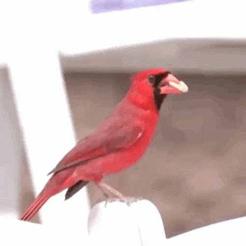 Red Cardinal Bird Flying GIF