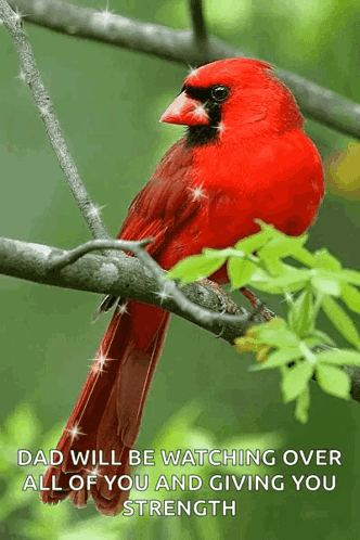 Red Cardinal on Branch Saying Dad Watching Over You