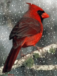 Red Cardinal Perched on Branch in Snow
