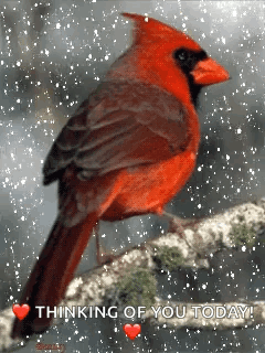 Red Cardinal Perched Thinking Of You GIF